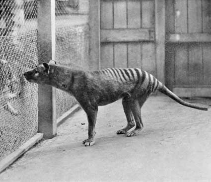 Le dernier thylacine, au zoo de Hobart. 