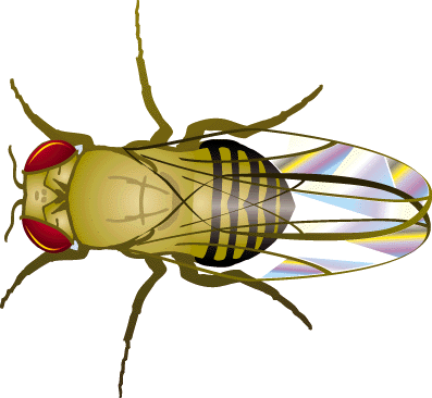 Drosophile normale