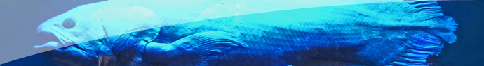 Le coelacanthe, le faux disparu du Crétacé