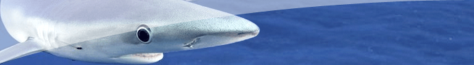Le requin à la peau d'émail