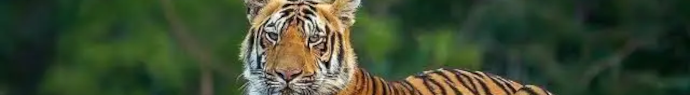 Le tigre qui se croyait vert