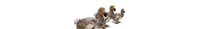 Les animaux exterminés par l'homme : le dodo