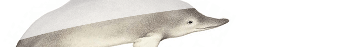 Les animaux exterminés par l'homme : Le dauphin de Chine