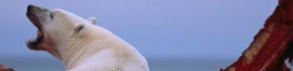 Les ours Arctiques