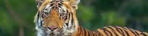 Le tigre qui se croyait vert