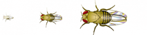 La drosophile ou sa majesté des mouches des scientifiques