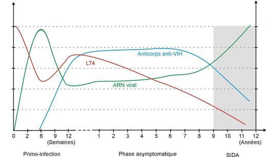 La quantité d'ARN viral correspond ici à la quantité de VIH. 