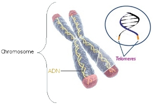 Schéma d'un chromosome