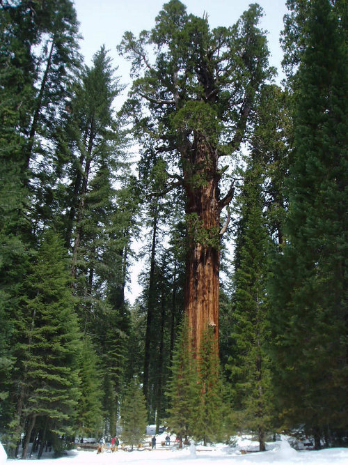 Séquoia géant – General Shermann