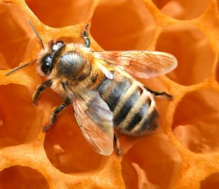 abeille (ouvrière)