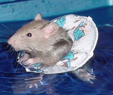 Rat nageur