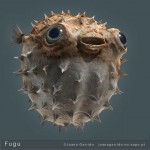 Le fugu, ou poisson-lune