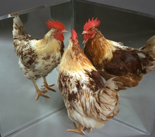 Sur l'image, le coq-poule est devant deux miroirs disposés à angle droit, on voit son côté femelle à gauche, et mâle à droite. 