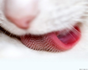 Excroissances de la langue d'un chat