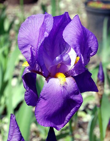 iris pallida
