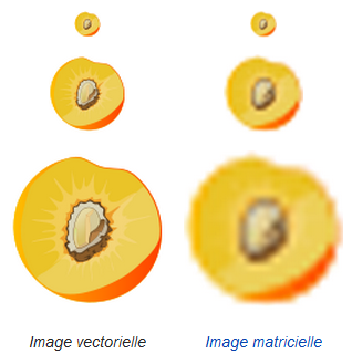 Différents zoom sur une image vectorielle et matricielle. 