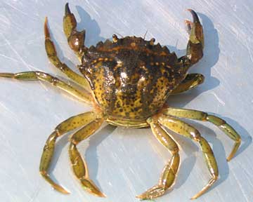 Crabe vert de Méditerranée (Carcinus æstuarii). 