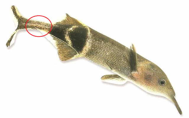 Un poisson-éléphant, ou Gnathonemus petersii pour ceux qui veulent se la péter. 