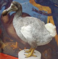 Reconstitution d'un dodo