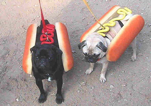 hot dog humour