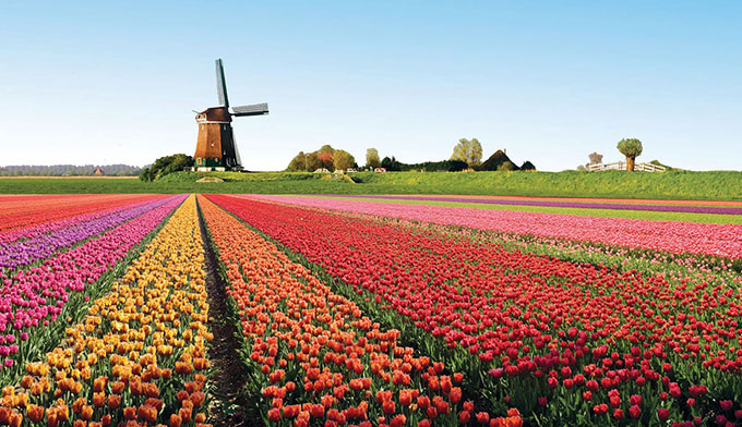 Champ de tulipes dans la ville d'Alkmaar, Pays-Bas