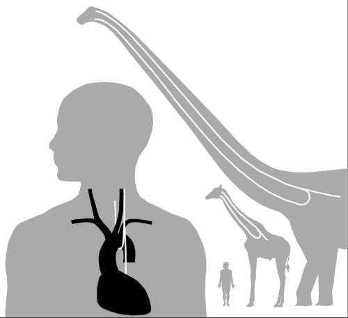 Nerf laryngé récurrent