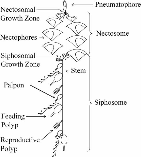 Schéma d'un siphonophore <em>physonect</em>