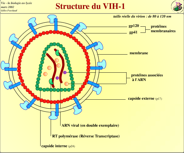 Schéma de la structure du VIH