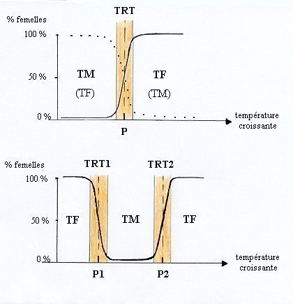 Graphiques représentant la variation de température corrélée à la détermination du sexe chez les reptiles
