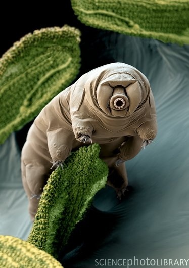 Hallo ! From the waterbear ! 