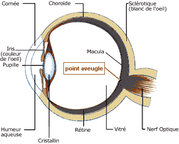 Anatomie d'un œil