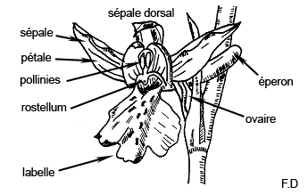 Structure d'une Orchidée