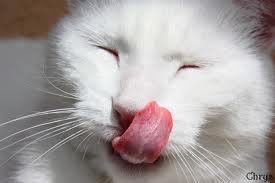 La langue du chat ! 