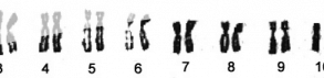 Nombre de chromosomes