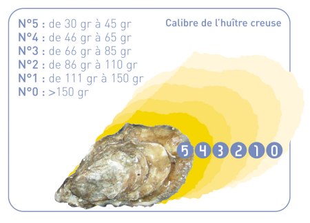 Les différents calibres d'huîtres creuses (crédit photo : http : //www. cooking2000. com). 