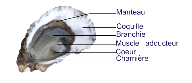 Anatomie d'une huître creuse avec le muscle adducteur bien visible (crédit photo courpron. com). 